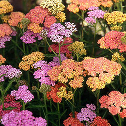 achillea millefolium summer pastels